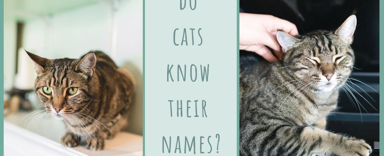 Cats recognize their own name but choose not to respond