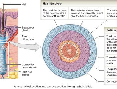 Human hair follicles produce small amounts of hydrogen peroxide