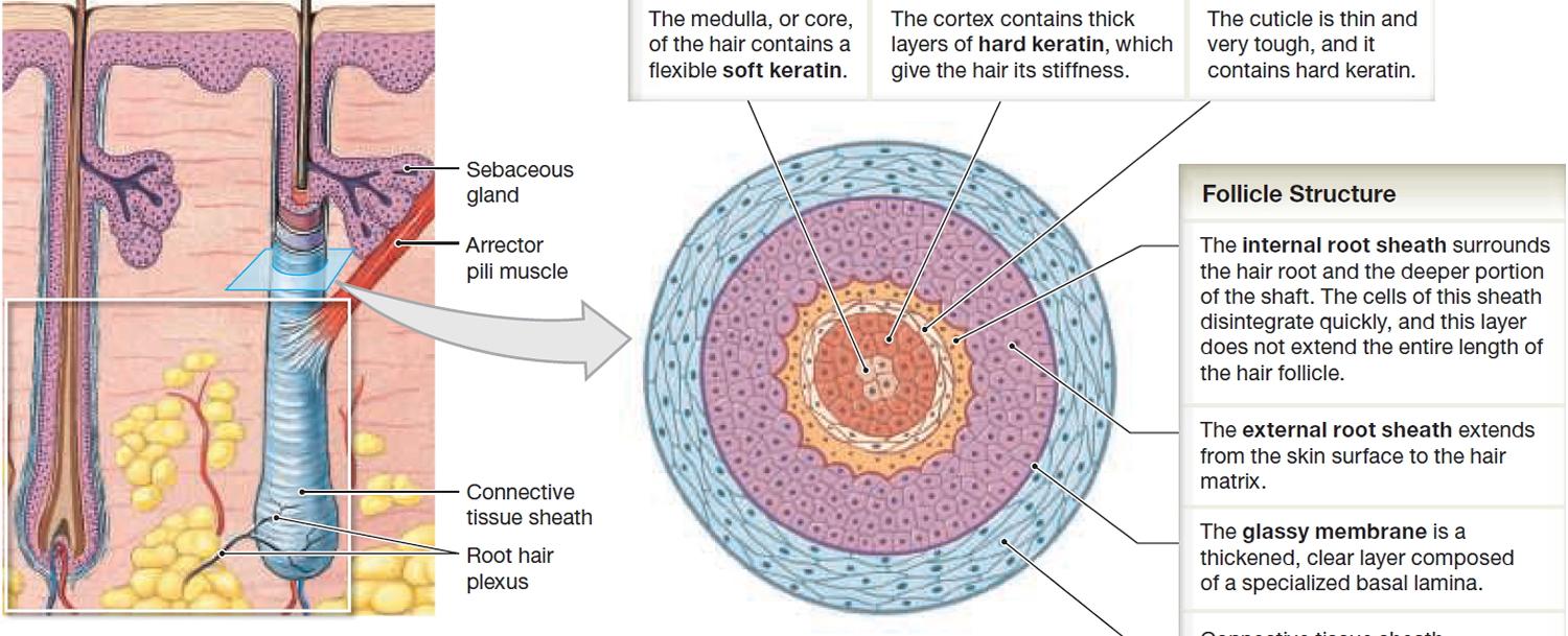 Human hair follicles produce small amounts of hydrogen peroxide