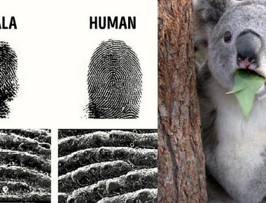 Koala fingerprints are so close to human s that they could taint crime scenes