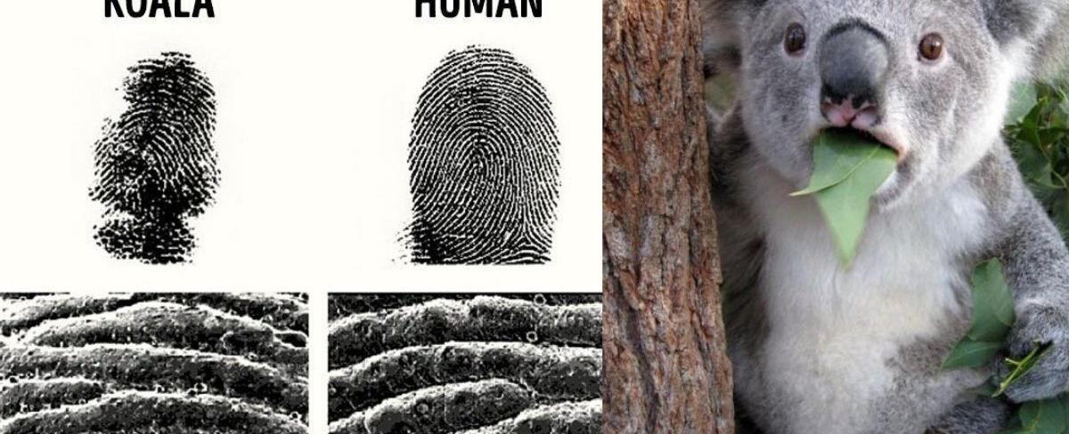 Koala fingerprints are so close to human s that they could taint crime scenes