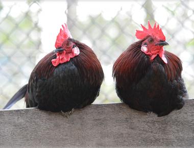 There are about 2 chickens for every human in the world