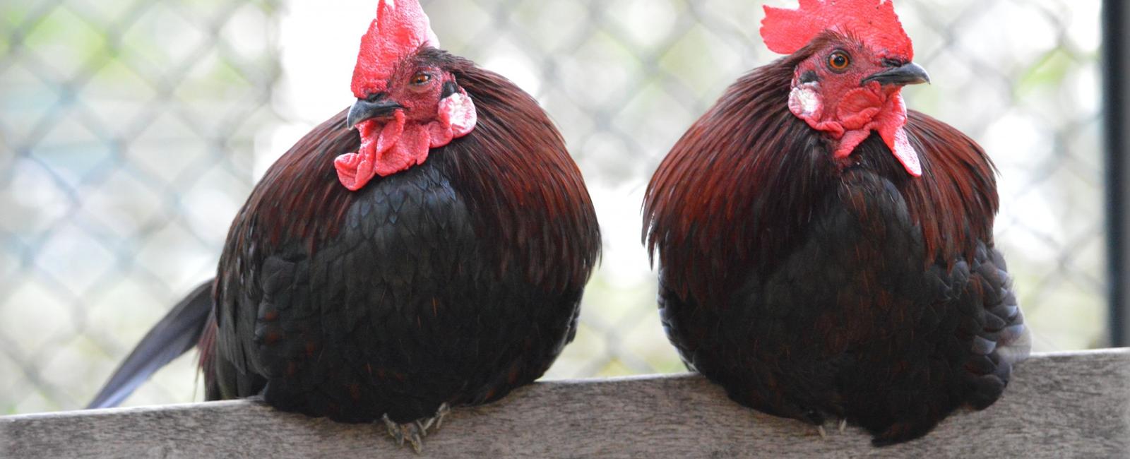 There are about 2 chickens for every human in the world