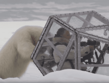 Polar bears are nearly undetectable by infrared cameras