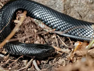 Some snakes can survive without the meal for up to two years