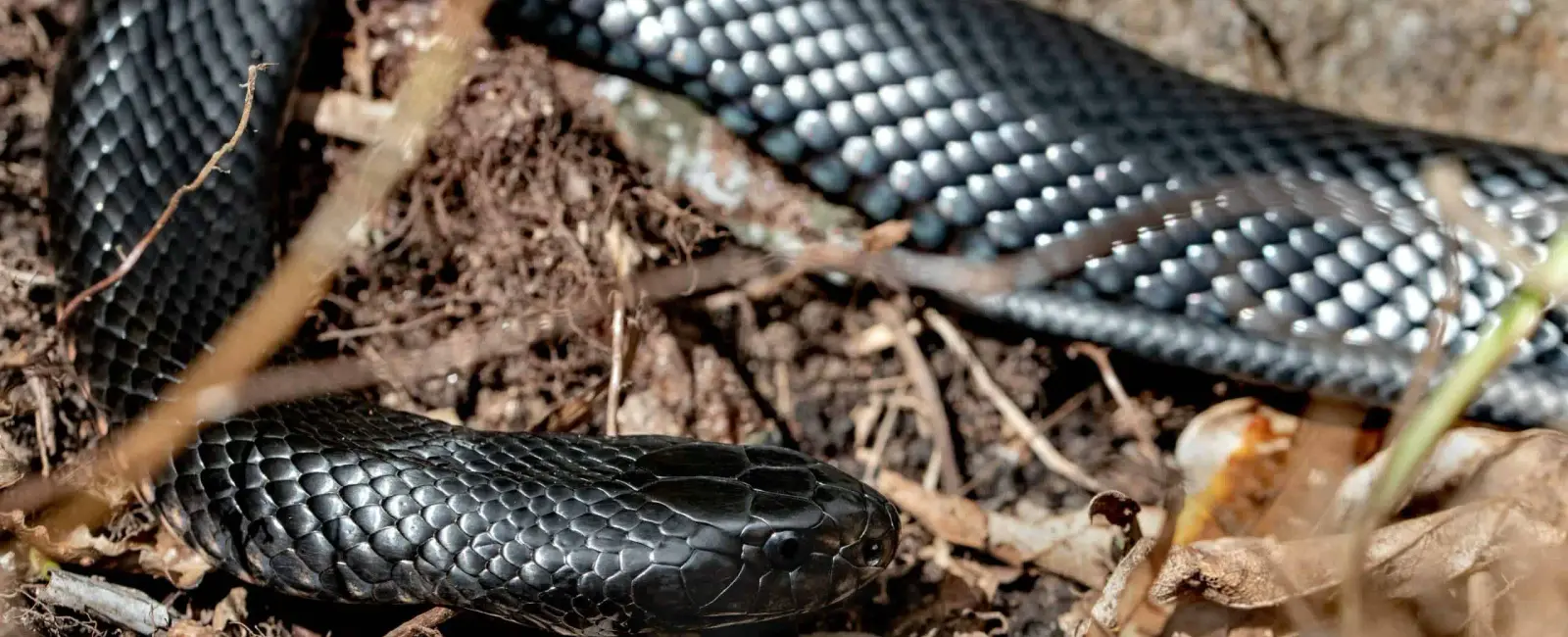 Some snakes can survive without the meal for up to two years