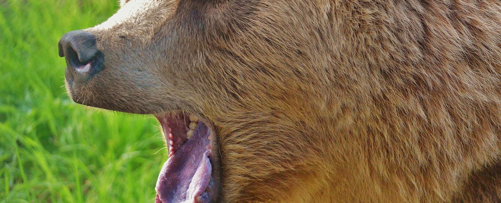 A bear has 42 teeth