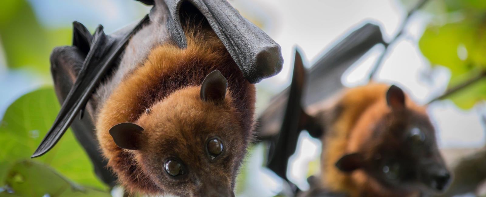 Bats save u s billions of dollars a year