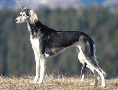 According to guinness world records the saluki is the world s oldest breed of domesticated dog their ancestors may have appeared around 329 bc they were so well loved in ancient egypt that their royal owners mummified them after death