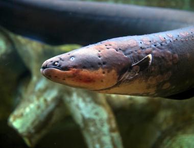 Electric eels can produce strong electric shocks of around 500 volts they use this to hunt and to protect themselves too