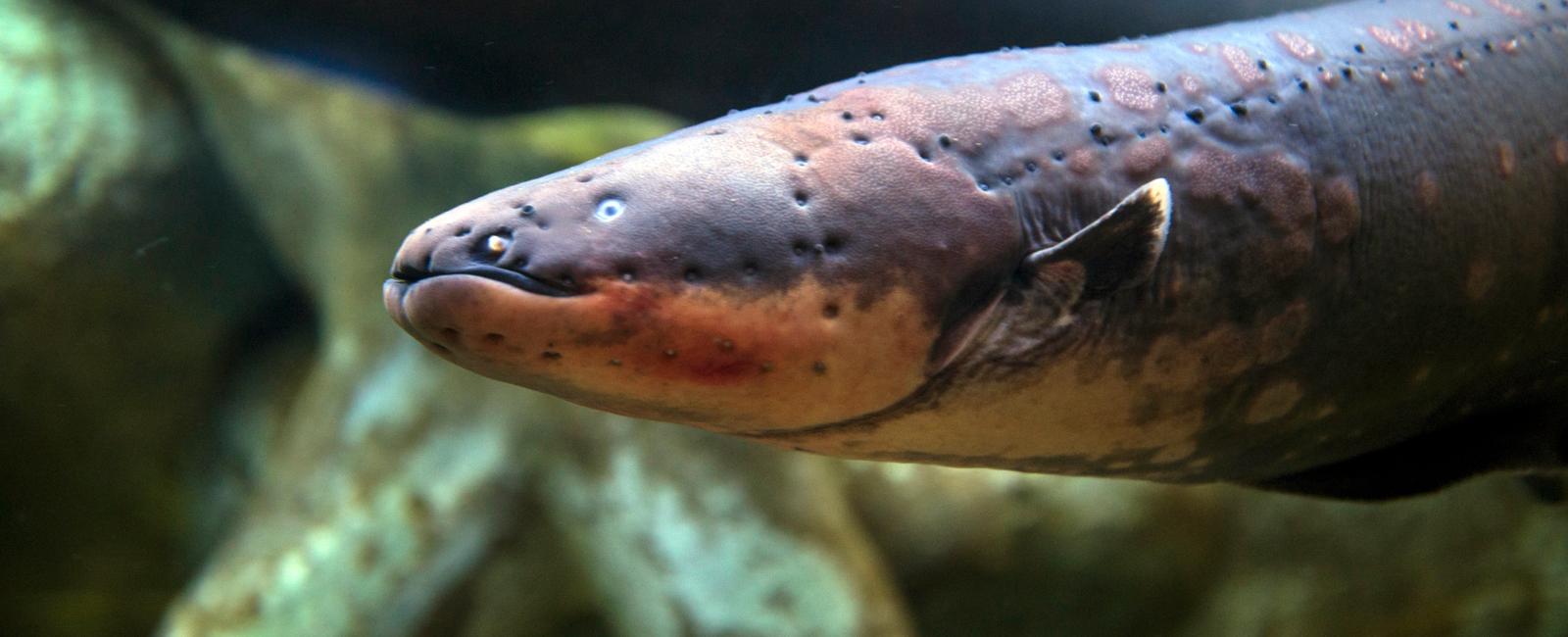 Electric eels can produce strong electric shocks of around 500 volts they use this to hunt and to protect themselves too