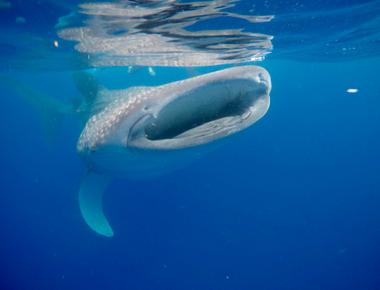 Believed to grow as large as 60 feet 18 meters what is the largest species of shark currently living in the ocean whale shark rhincodon typus