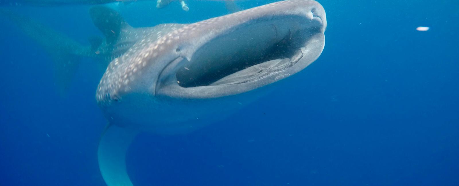 Believed to grow as large as 60 feet 18 meters what is the largest species of shark currently living in the ocean whale shark rhincodon typus