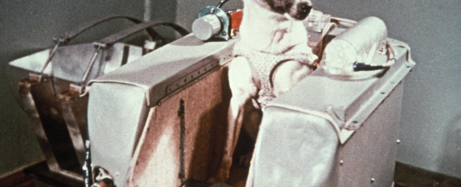 Laika was the name of the first ever dog to do what get sent into space