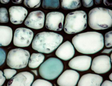 The shape of plant collenchyma s cells and the shape of the bubbles in beer foam are the same they are orthotetrachidecahedrons