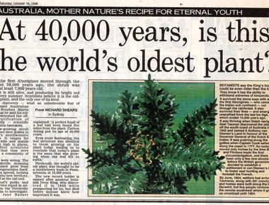 The king s holly plant reproduces by cloning