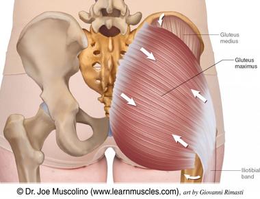 The largest muscle in the human body is the gluteus maximus in the buttocks which is also the body s main antigravity muscle that allows humans to walk upstairs