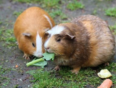 In switzerland it is illegal to own just one guinea pig or a parrot this is because they are social animals and they are considered victims of abuse if they are alone