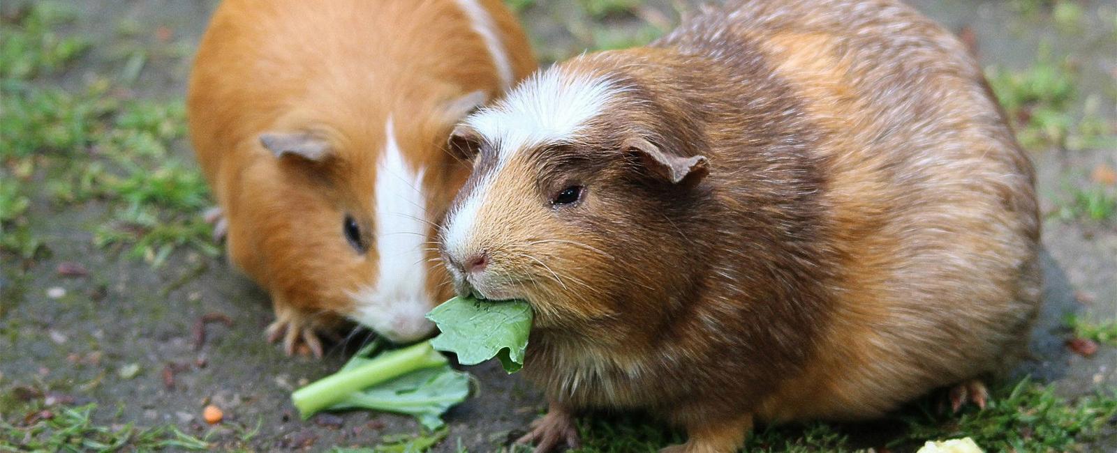 In switzerland it is illegal to own just one guinea pig or a parrot this is because they are social animals and they are considered victims of abuse if they are alone