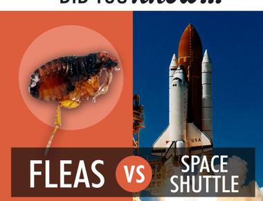 A flea can accelerate faster than the space shuttle the flea s secret is a stretchy rubber like protein which allows it to store and release energy like a spring