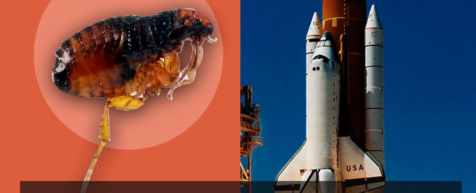 A flea can accelerate faster than the space shuttle