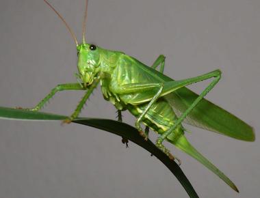 The typical adult grasshopper can leap 20 times its body length horizontally and 10 times vertically if you could leap like a grasshopper you could jump as high as a 5 story building or cross a football field in 3 jumps