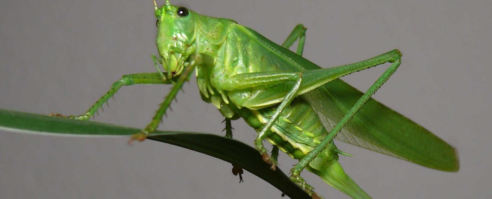 The typical adult grasshopper can leap 20 times its body length horizontally and 10 times vertically if you could leap like a grasshopper you could jump as high as a 5 story building or cross a football field in 3 jumps