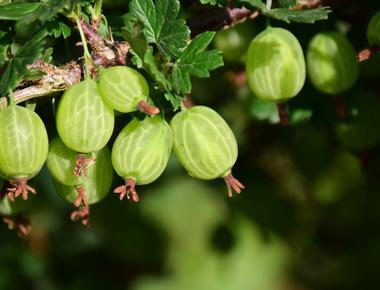 Marketers didn t like the name chinese gooseberry so they renamed the fruit kiwi after a bird that it resembles