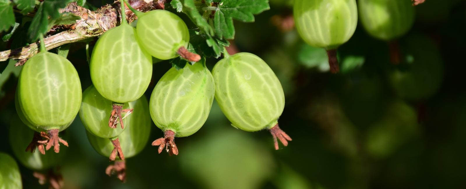 Marketers didn t like the name chinese gooseberry so they renamed the fruit kiwi after a bird that it resembles