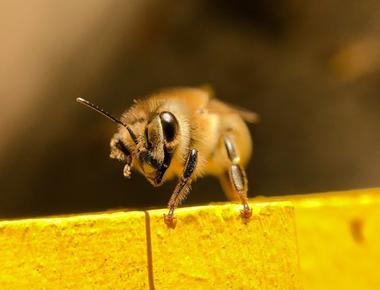 Bees have 5 eyes there are 3 small eyes on the top of a bee s head and 2 larger ones in front