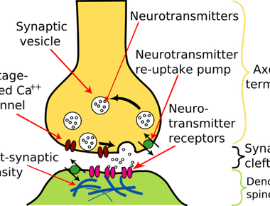 Yawning is associated with increased levels of certain hormones neuropeptide proteins and neurotransmitters