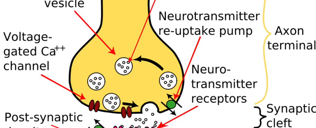 Yawning is associated with increased levels of certain hormones neuropeptide proteins and neurotransmitters