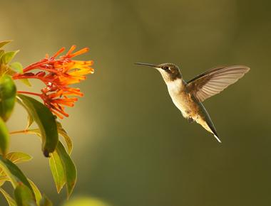 Hummingbirds are so agile and have such good control that they can fly backwards