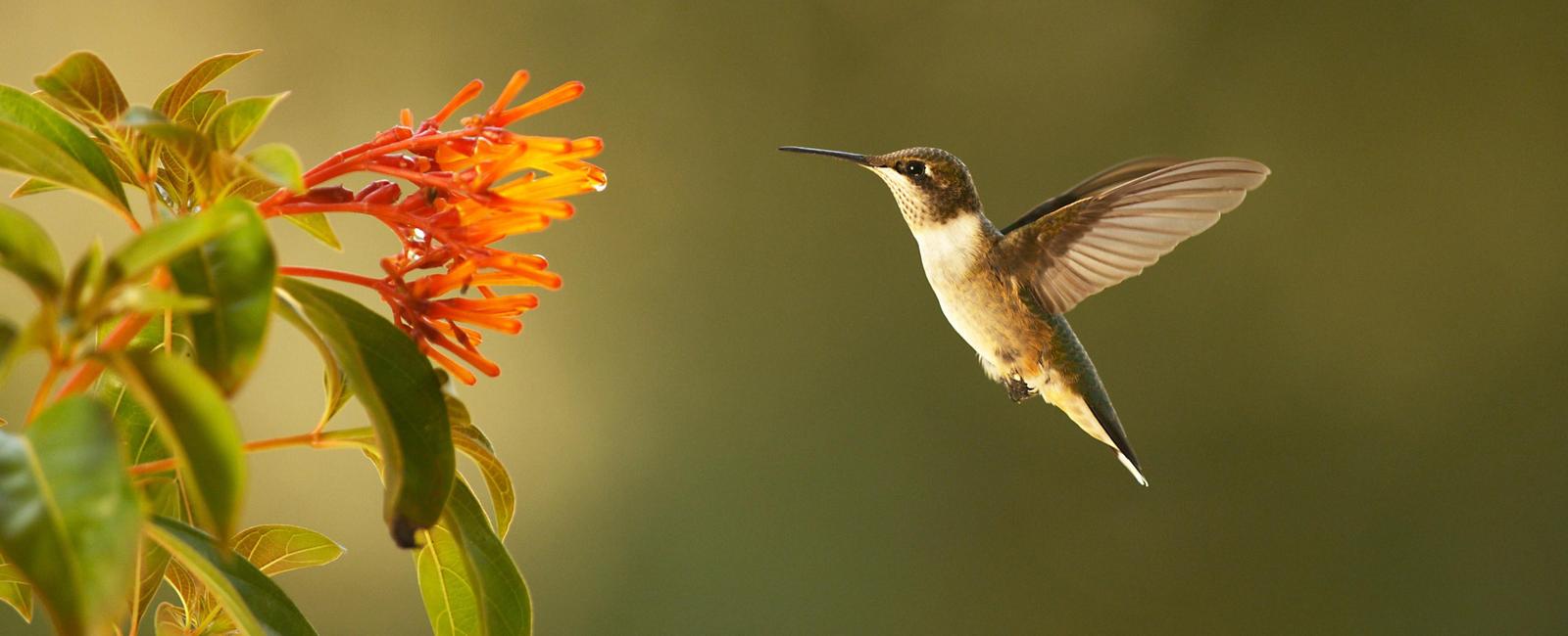 Hummingbirds are so agile and have such good control that they can fly backwards